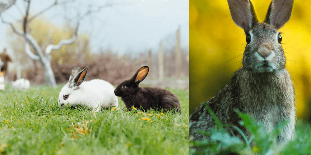 How to Keep Rabbits Out of Garden【10 Super Ways】